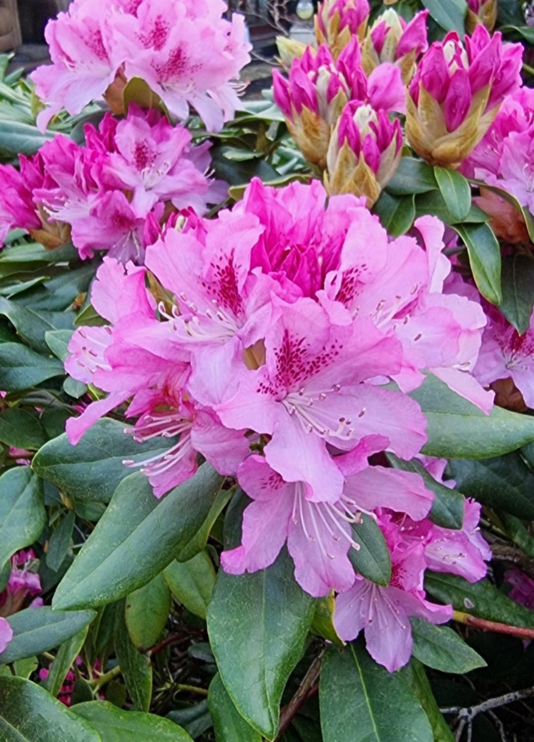Begonia Cottage Briston 외부 사진